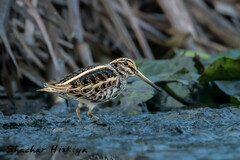 Lymnocryptes minimus