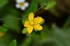 Hypericum taihezanense