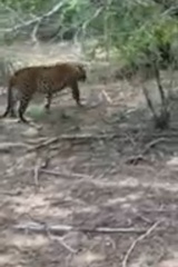 Panthera pardus kotiya