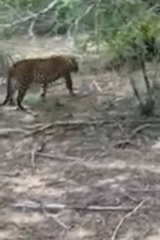 Panthera pardus kotiya