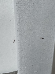 Trigoniulus corallinus