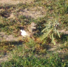 Xerospermophilus spilosoma