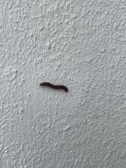 Trigoniulus corallinus