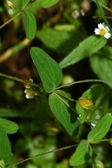 Hypericum taihezanense
