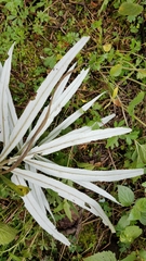 Senecio cinerarioides