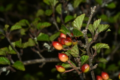 Viburnum parvifolium