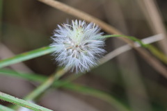 Cyanthillium cinereum
