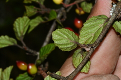 Viburnum parvifolium