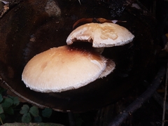 Hemipholiota