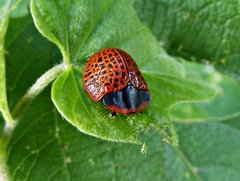 Botanochara macularia