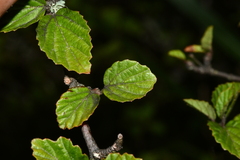 Viburnum parvifolium