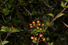 Viburnum parvifolium