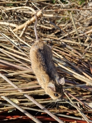 Apodemus flavicollis