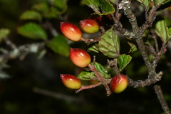 Viburnum parvifolium