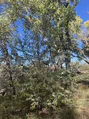 Elaeagnus angustifolia