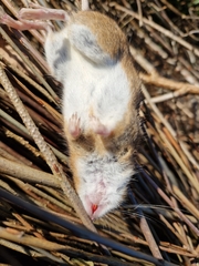 Apodemus flavicollis