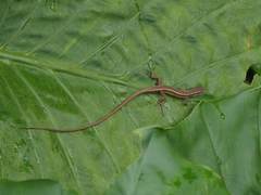 Takydromus stejnegeri