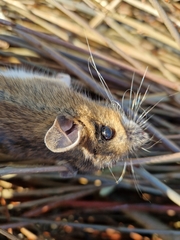 Apodemus flavicollis