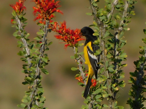 Scott's Oriole