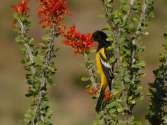 Icterus parisorum