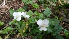 Viola arvensis
