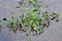 Pontederia vaginalis