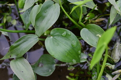 Pontederia vaginalis