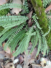 Asplenium trichomanes