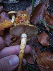 Pholiota squarrosa