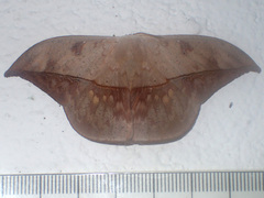 Oxytenis modestia