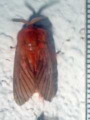 Thoscora