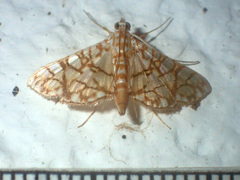 Synclera jarbusalis