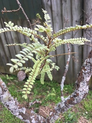 Sophora microphylla