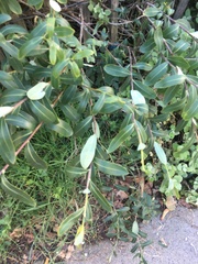 Bupleurum fruticosum