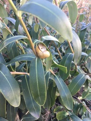 Bupleurum fruticosum