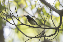 Aethopyga christinae