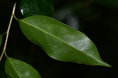 Drypetes indica