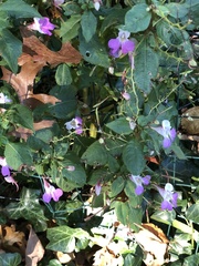 Impatiens balfourii