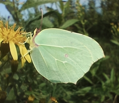 Gonepteryx rhamni