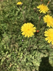 Crepis vesicaria
