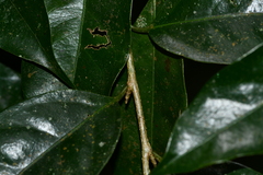 Drypetes indica
