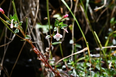 Epilobium hohuanense