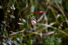 Epilobium hohuanense