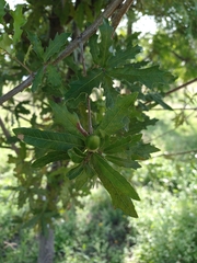 Quercus castanea