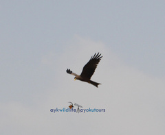 Milvus migrans aegyptius