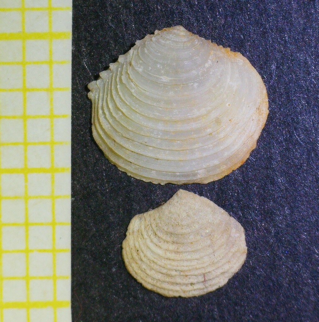 Spiny Myrtea