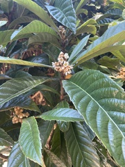 Eriobotrya japonica