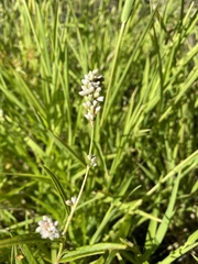 Persicaria hydropiperoides