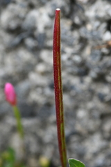 Epilobium hohuanense