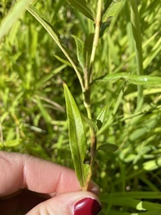 Persicaria hydropiperoides